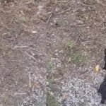 Can You Spot All Four Felines in This Photo with Your Hawk-Like Eyes? A Challenge of Cat-mo-flage!