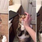 23 Hilarious Cat Memes That Will Brighten Your Day cat_memes