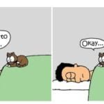 22 Comics Captures Life with Cats in Hilarious Illustrations by Talented Artist nick-filippou-artistic-evolution-comics